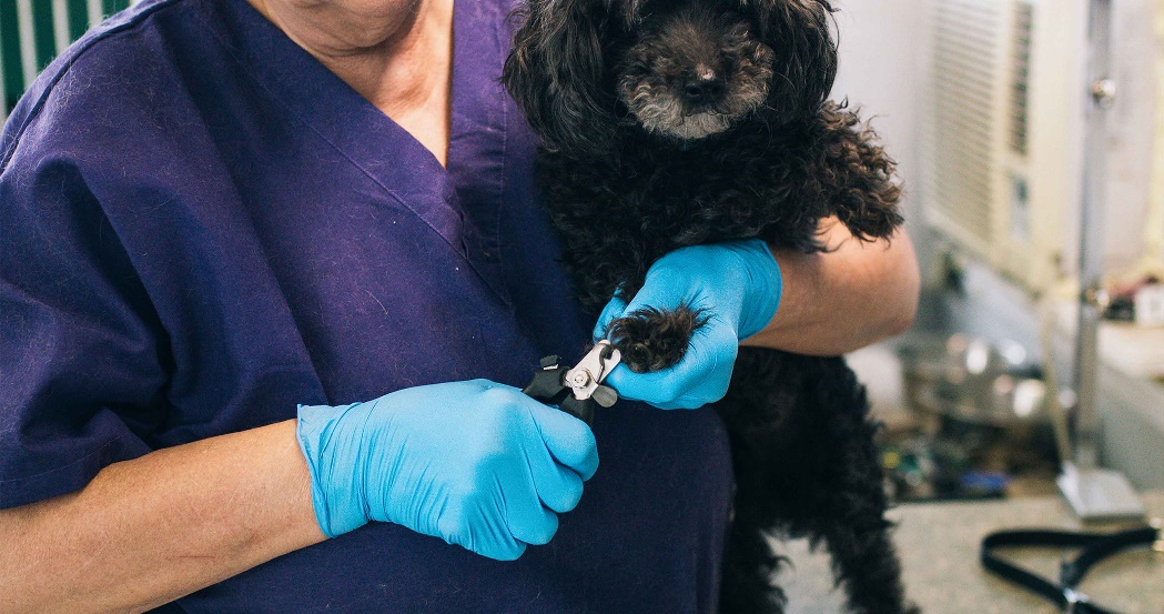 AMMEX Blue Nitrile Exam Latex Free Disposable Gloves (Case of 1000) - Image 2